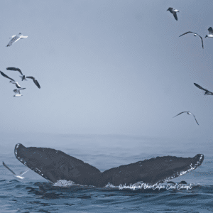 Whale Watching in Cape Cod