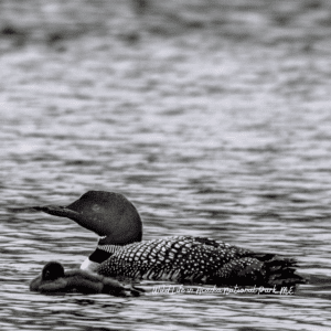 Wildlife in Acadia National Park